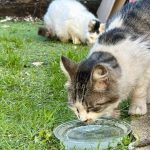 Máis de 60 gatos de rúa esterilizados, vacinados e rexistrados o balance do Plan CES en Marín