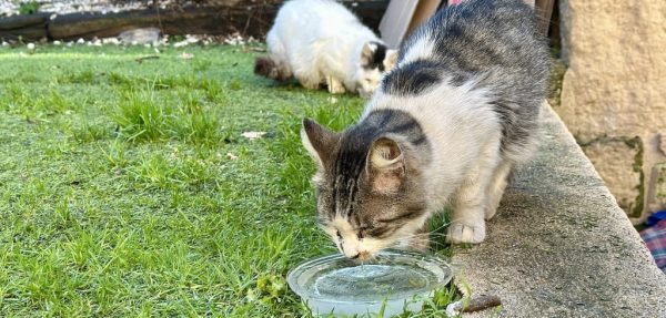Máis de 60 gatos de rúa esterilizados, vacinados e rexistrados o balance do Plan CES en Marín
