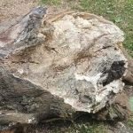 Dous plátanos da Alameda, retirados por presentar mal estado e estar en risco de caída