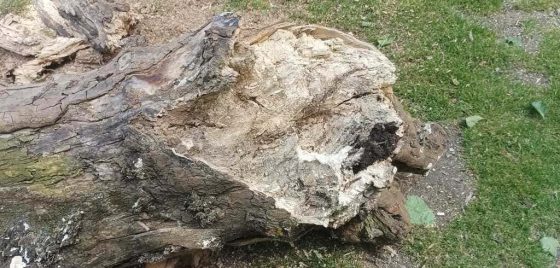 Dous plátanos da Alameda, retirados por presentar mal estado e estar en risco de caída