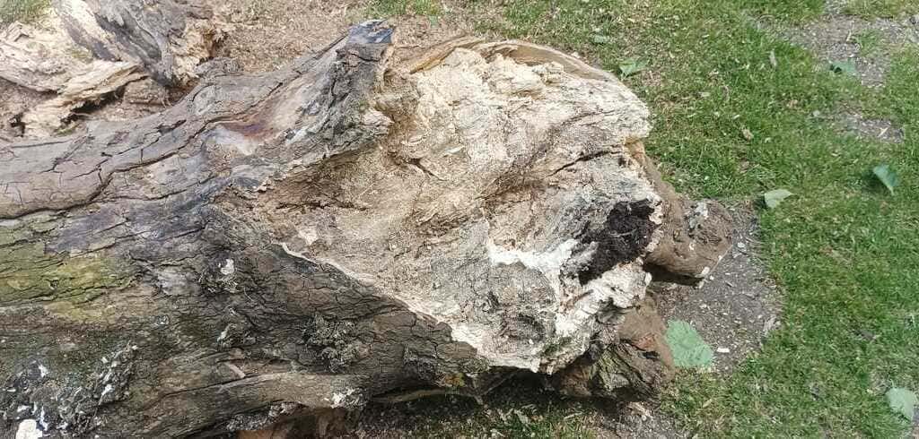 Dous plátanos da Alameda, retirados por presentar mal estado e estar en risco de caída